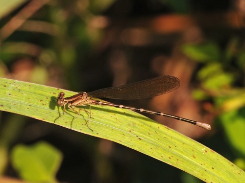 Male, immature (A. f. violacea)
2014_05_19_Floyd